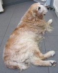 Cento,Golden retr.reu van 14jr,heeft artrose van re elleboog.Door overbelasting zakt hij soms door linker voorpoot. 